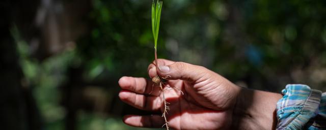 Esqueje para hacer un plantín
