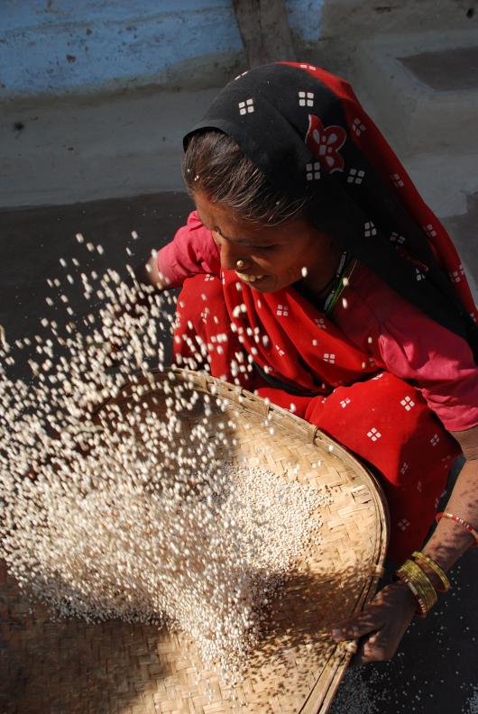 Agriculture in India ogb_27653_india_agriculture_woman.jpg