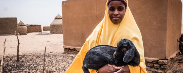 Au Niger, les éleveurs nomades ont perdu la majeure partie de leur troupeau à cause des sécheresses. L’AREN, un partenaire d’Oxfam, a donné des chèvres à Namata afin qu’elle puisse subvenir aux besoins de sa famille. Photo : Tom Saater/Oxfam Au Niger, les éleveurs nomades ont perdu la majeure partie de leur troupeau à cause des sécheresses. L’AREN, un partenaire d’Oxfam, a donné des chèvres à Namata afin qu’elle puisse subvenir aux besoins de sa famille. Photo : Tom Saater/Oxfam